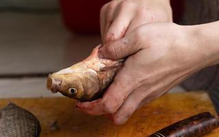 pulire il pesce dall'intestino, tagliare le carpe crucian con un coltello. foto