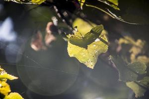 autunno le foglie su un' albero ramo illuminato di caldo dolce autunno sole foto