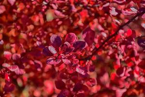 rosso autunno le foglie su un' piccolo albero foto