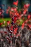 rosso autunno le foglie su un' piccolo albero foto