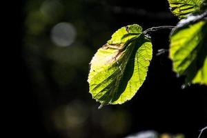 autunno le foglie su un' albero ramo illuminato di caldo dolce autunno sole foto