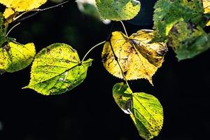 autunno le foglie su un' albero ramo illuminato di caldo dolce autunno sole foto