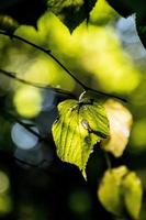 autunno le foglie su un' albero ramo illuminato di caldo dolce autunno sole foto