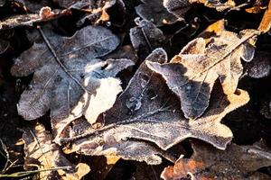 sfondo di autunno Marrone quercia le foglie coperto con il primo bianca brina foto