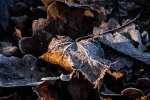 sfondo di autunno Marrone quercia le foglie coperto con il primo bianca brina foto