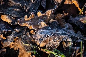 sfondo di autunno Marrone quercia le foglie coperto con il primo bianca brina foto