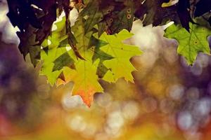 rosso autunno sfondo di quercia le foglie su un' blu cielo sfondo foto