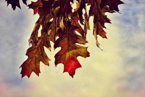 rosso autunno sfondo di quercia le foglie su un' blu cielo sfondo foto