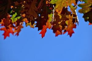 rosso autunno sfondo di quercia le foglie su un' blu cielo sfondo foto