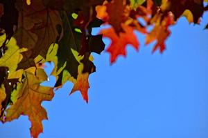 rosso autunno sfondo di quercia le foglie su un' blu cielo sfondo foto