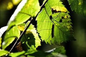 autunno sfondo con verde e d'oro le foglie illuminato di il caldo sole foto