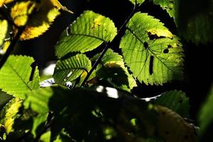 autunno sfondo con verde e d'oro le foglie illuminato di il caldo sole foto