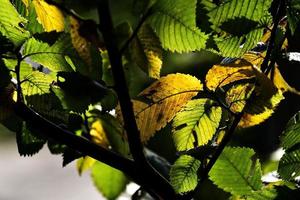 autunno sfondo con verde e d'oro le foglie illuminato di il caldo sole foto