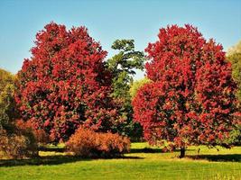 bellissimi alberi di acero gloria ottobre con fogliame rosso autunnale foto