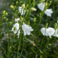 fiori bianchi campanula alla luce del sole in un giardino foto