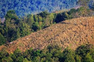 guaio taglio alberi su il montagna per costruire ricorrere e mutevole coltivazione con globale riscaldamento nel Tailandia e su il terra. foto