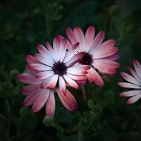 romantici fiori rosa in giardino nella stagione primaverile foto