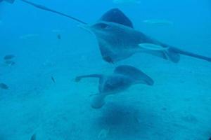 silenzioso calma sottomarino mondo con pesce vivente nel il atlantico oceano foto