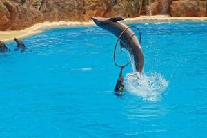 mostrare di formazione un' grande adulto delfino mammifero nel un' zoo parco su un' soleggiato giorno foto