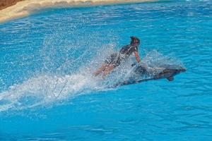 mostrare di formazione un' grande adulto delfino mammifero nel un' zoo parco su un' soleggiato giorno foto