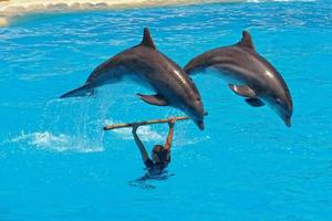 mostrare di formazione un' grande adulto delfino mammifero nel un' zoo parco su un' soleggiato giorno foto