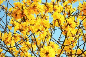 fiorire nano d'oro tromba fiori con blu cielo. tabebuia crisotricha fiori foto