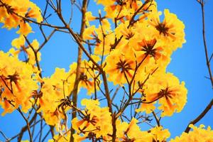 fiorire nano d'oro tromba fiori con blu cielo. tabebuia crisotricha fiori foto