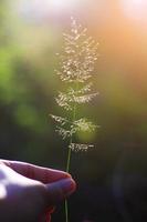 mano Tenere bellissimo erba fiori con naturale luce del sole. pace e amicizia di San Valentino giorno concetto. foto