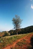 un' solitario albero su il superiore di il collina nel valle montagna con blu cielo foto