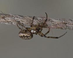 il ragno tessitore di sfere di noce - nuctenea umbratica è un ragno della famiglia degli araneidi, grecia foto
