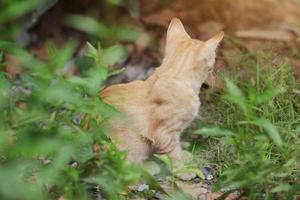 carino arancia gattino a strisce gatto godere e rilassare nel giardino con naturale luce del sole foto