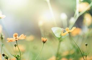 carino farfalla su giallo cosmo fiore foto