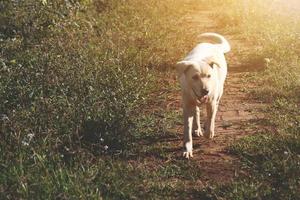 carino bianca cane giocoso con bellissimo tramonto nel erba i campi foto