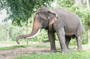 grande tailandese elefante nel foresta, riserva animale foto