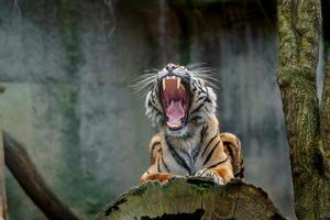 tigre di Sumatra in giardino zoologico foto