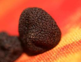 nero inverno italiano tartufo fungo macro sfondo grande dimensione tubero aestivum immediato Stampa botanico azione fotografia foto