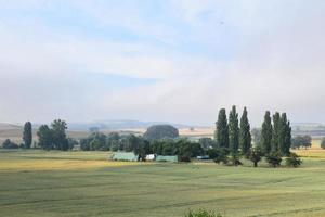 grano i campi svolta maturo foto