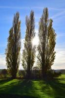 Basso sole nel il autunno alberi foto