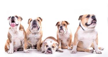 inglese Bulldogs in posa foto