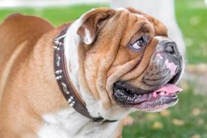 Ritratto di bulldog inglese foto