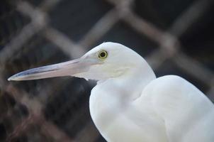 chiuso bianca cicogna uccello nel un' gabbia a zoo foto