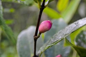 viola frutta di selvaggio pianta lumnitzera racemosa nel tropicale foresta. foto