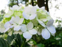 avvicinamento immagine di bellissimo bianca fiori ortensia paniculata nel il giardino foto