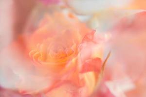 rosa floreale astratto sfondo foto