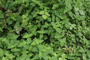 vicino su verde le foglie di selvaggio pianta per sfondo concetto. foto