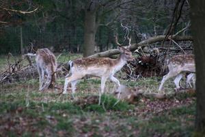 un' Visualizza di alcuni maggese cervo nel il shropshire campagna foto