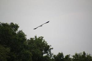 un' Visualizza di Marrone muschio natura Riserva foto