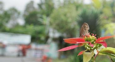 farfalle pertica su fiori nel il mattina foto