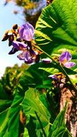 viola bengkoang fiore pianta nel il giardino foto