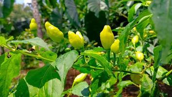 chili albero con verde peperoncini nel esso foto